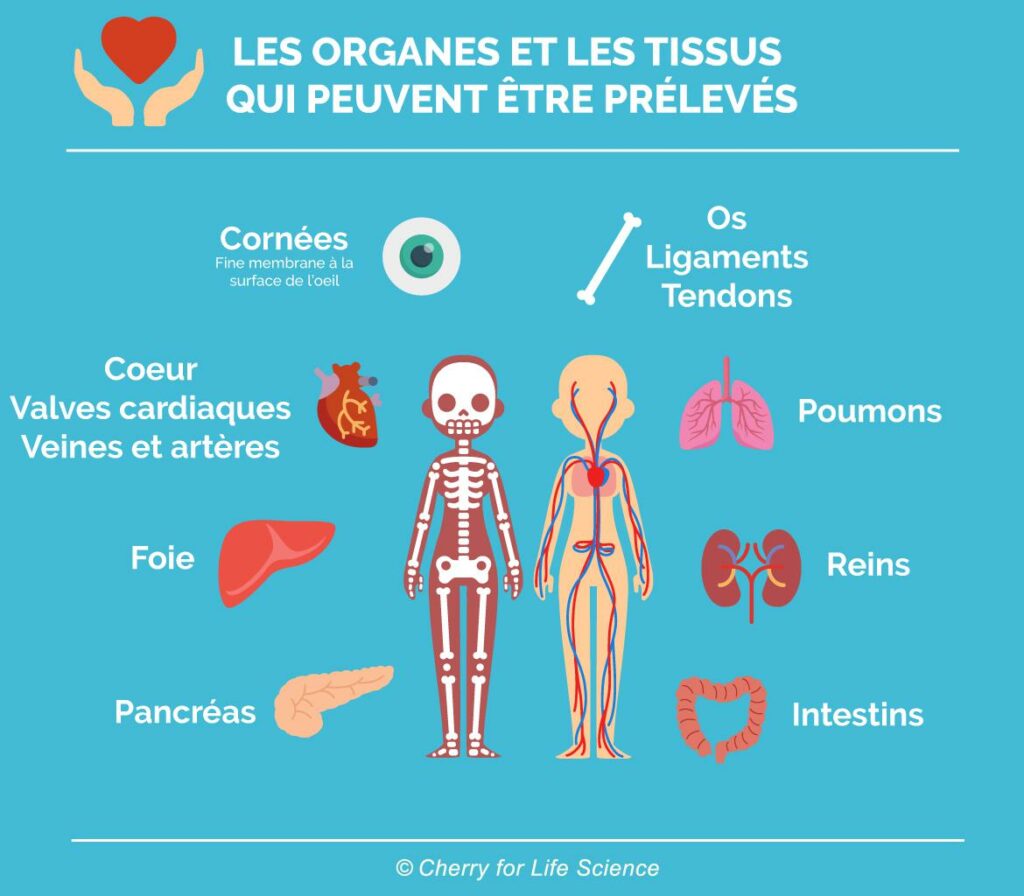 Dons d'organes - Tissus prélevables